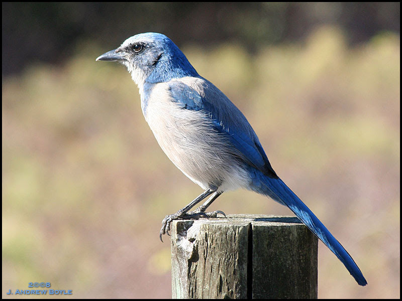 Florida Scrub Jay