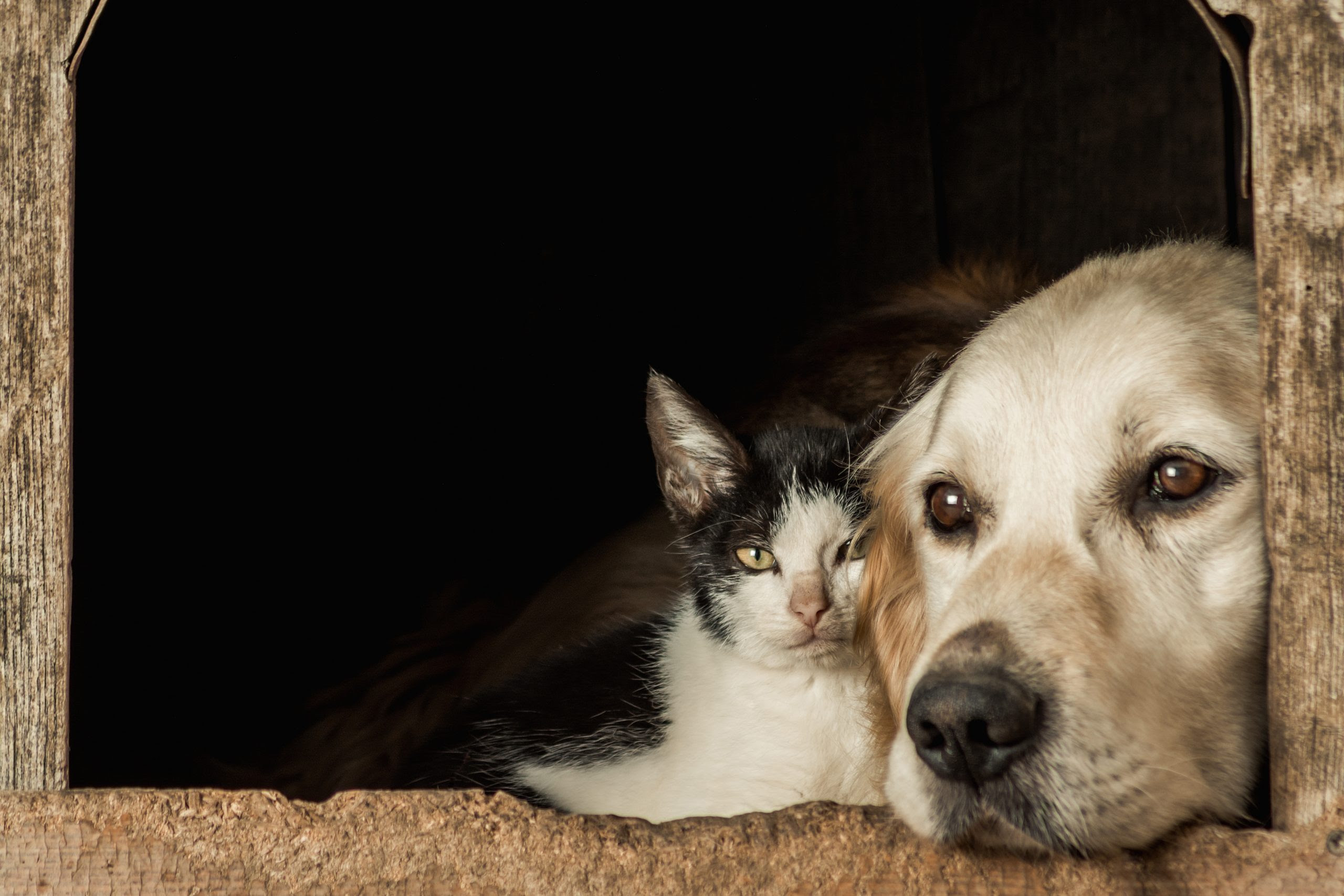 Chats A L Adoption Lyon Association Sans Croquettes Fixes
