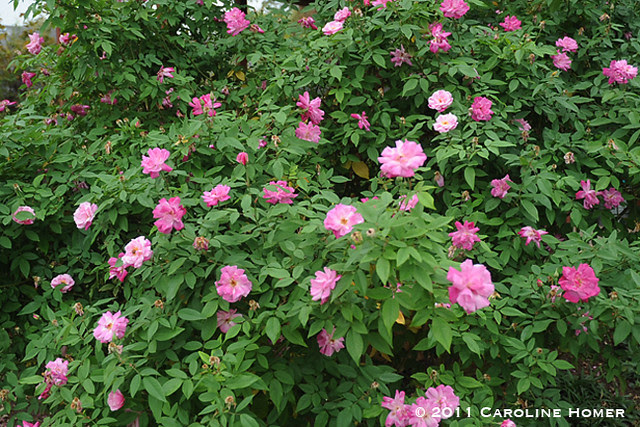 'Old Blush' rose