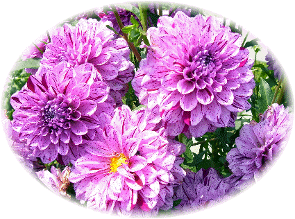 Variegated Dahlia