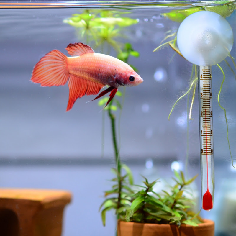 凶暴なイメージのあるベタの中でも初心者におすすめ トラディショナルベタってどんな魚