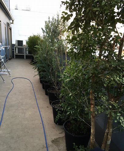 ベランダへのガーデニング 目隠し用にトネリコ オリーブ ミモザなどを１３鉢ほど植え込み Blog Florista Asaki