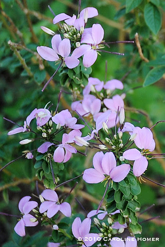 Senorita Rosalita cleome