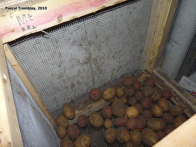 Walk In Cold Room In Basement Canned Food Storage Ideas