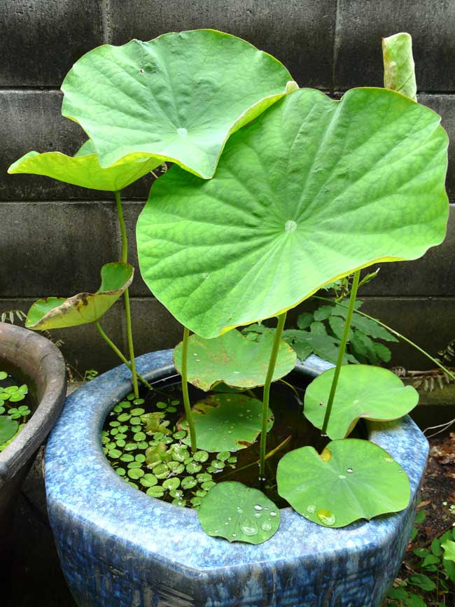 まるごとビオトープ 古い火鉢再利用の蓮鉢