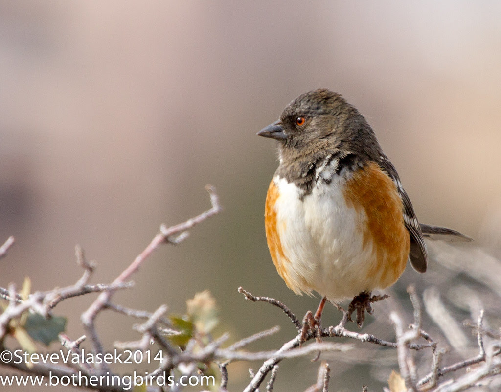 Spotted Towhee