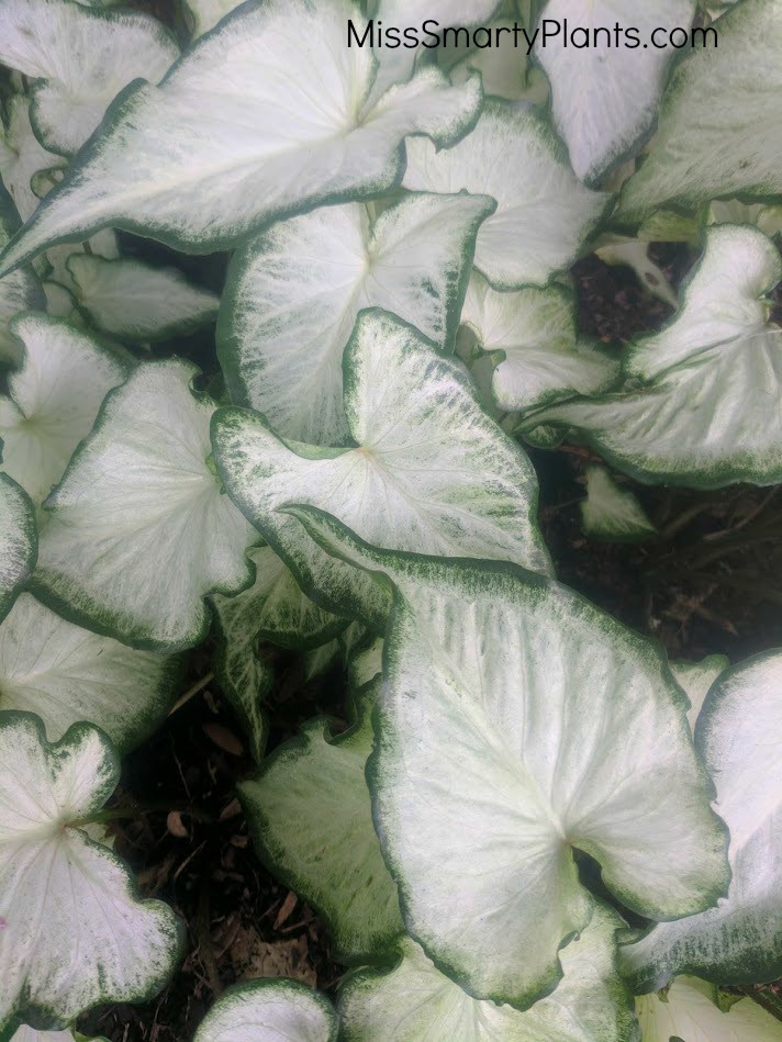 Caladium 'Icicle' from Bates Caladiums