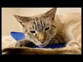 猫 兄弟 仲良し 192686-兄弟 猫 仲良し