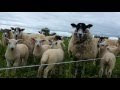 Mob Grazing Update