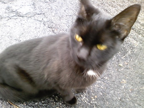 Kitty