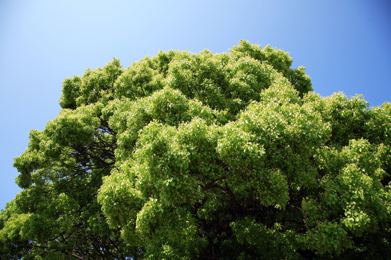 五月の風はクスノキの花で薫る Kk ｓ Blog