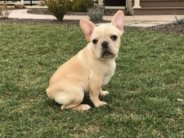French Bulldog Puppies For Sale in Indiana & Chicago ...