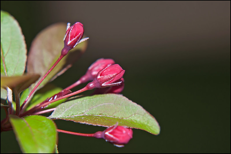 Flowering Crabapple Bud