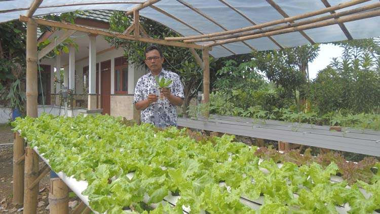 Mengenal Jenis Teknik Penanaman Sayur Sistem Hidroponik KH Mengenal Jenis Teknik Penanaman Sayur Sistem Hidroponik KH