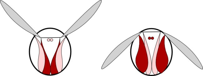 Illustration of the operation of an insect 39s wings using direct flight