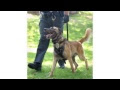 German Shepherd Dog Training Center