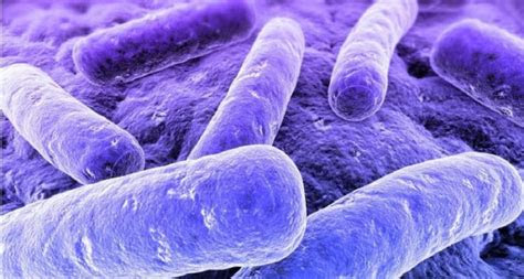 photosynthetic bacteria rhodobacter capsulatus news