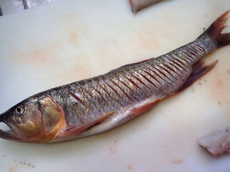 ハスはもっと認められてもいい魚 ざざむし