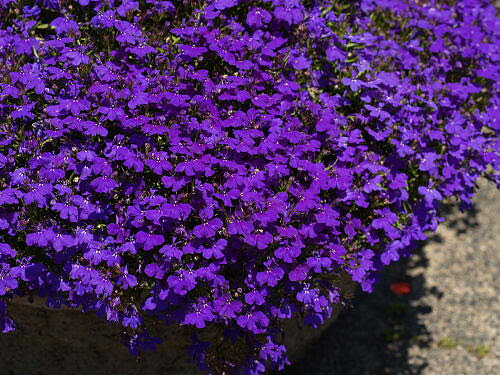 ロベリアの育て方 ヤサシイエンゲイ