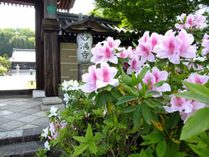 5月の花の歳時記 京都じっくり観光