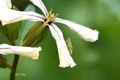 green hopper on arugula flower
