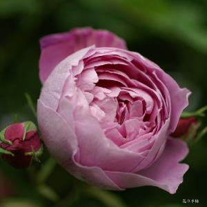バラ ラレーヌビクトリア Rose La Reine Victoria ブルボン 2500品種の薔薇 を作出者 交配親などのデータと美しい写真で紹介する花の手帖のwebバラ図鑑