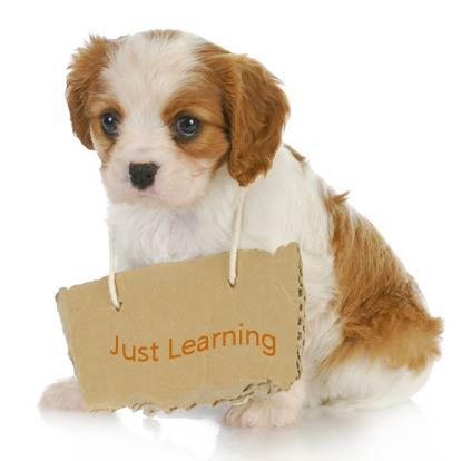 Puppy Training Tips: Top 10 Tips For Training Puppies