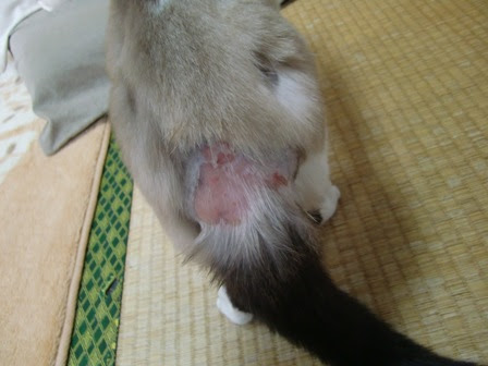 はーこ治療記 猫馬鹿日誌