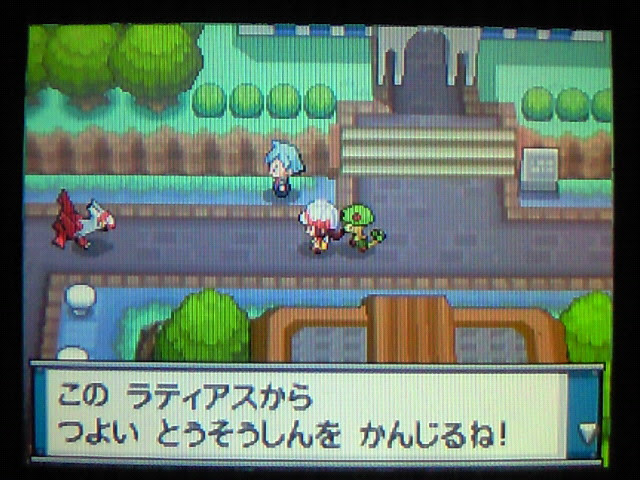 ニビシティラティアス お馬さんの足音