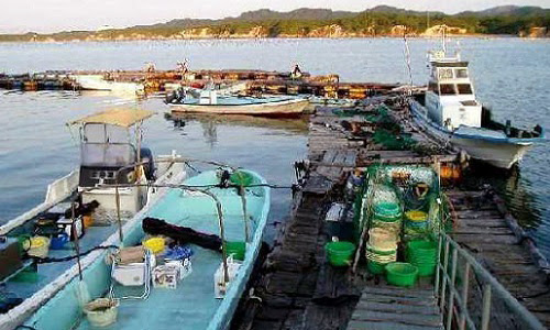 相差海釣センター 海上釣堀ポータル 全国の海上釣り堀 海釣り公園情報