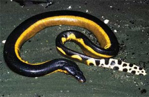 Yellow-bellied sea snake, shown off Costa Rica, is a pe