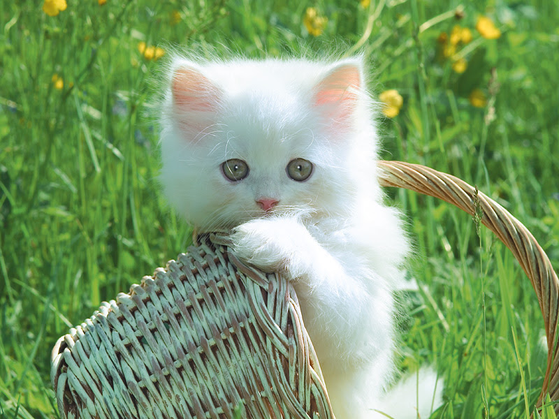 Cat Wallpapers. Images and animals Cat pictures (631)