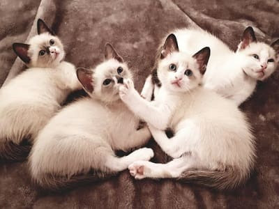 Le Chat Snowshoe