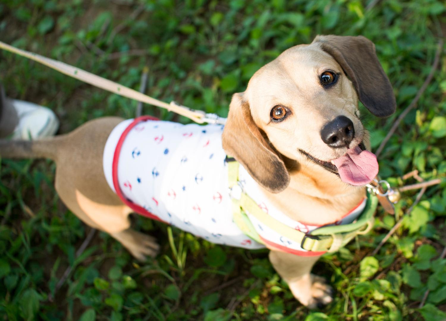 犬がフィラリアに感染した時の症状と適切な予防方法 大垣南どうぶつ病院