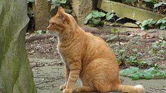 Cat in Yanaka Cemetery Tokyo