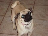 and your dog begs you to drop something