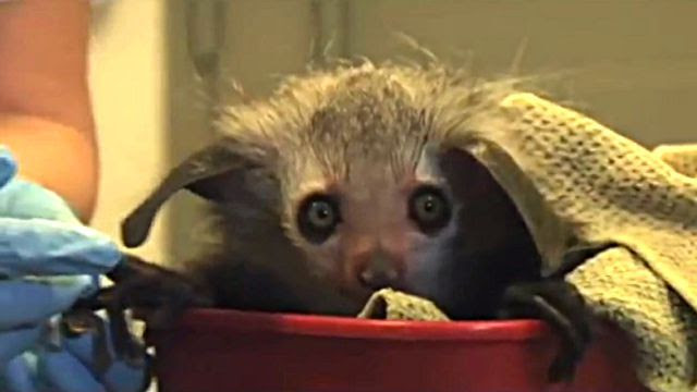 アイアイってほんとはこんな動物 あの有名なアイアイの素顔を見てみよう マランダー