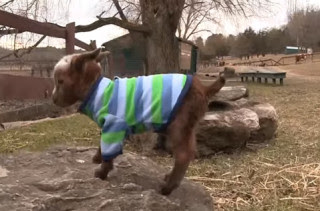 This Little One Day Old Goat Climbing A Rock Is Too Cute