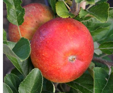 Oude appelrassen kopen