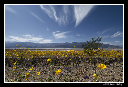 Desolation in Bloom