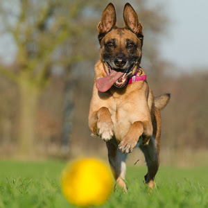 犬のストレスの原因と解消法 ストレスフリーな毎日を目指して 犬の総合情報サイト ペットスマイルニュースforワンちゃん