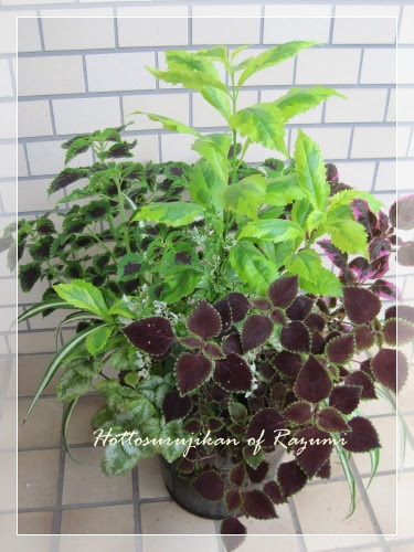 コリウスの寄せ植えが元気 ほっとする時間 Gardening Life