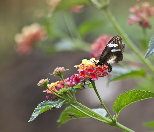 Butterfly, South Africa 