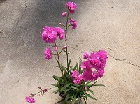 ７月２８日の誕生花 リクニス ビスカリアの花言葉 罠 望みを達成する 花リクニスの仲間 弥生おばさんのガーデニングノート 花と緑の365日 楽天ブログ