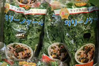 ケールなのにおいしい カリーノ ケール スペシャルページ 野菜の品種開発 種苗メーカートキタ種苗