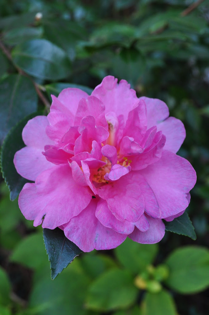 Camellia sasanqua 'Show-No-Sake'