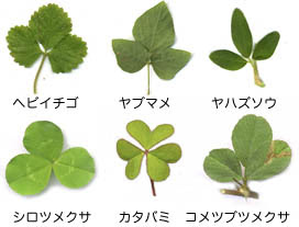 千葉県立中央博物館 野草 雑草検索図鑑 Roadside Wildflowers Of Japan