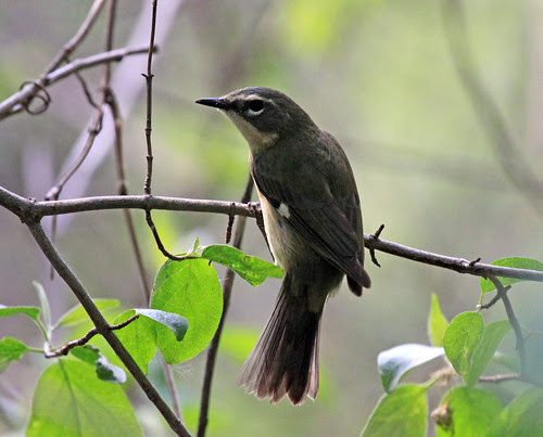 Black-throated Blue Warbler