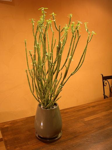 変わった観葉植物 観葉植物 インドアグリーン をもっと楽しもう 楽天ブログ