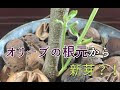 √完了しました！ オリーブ 花芽 枯れる 944132-オリーブ 花芽 枯れる